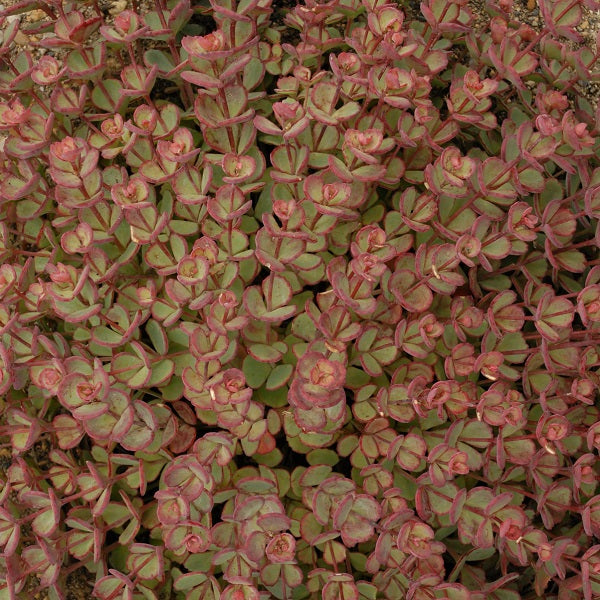 Sieboldii Sedum