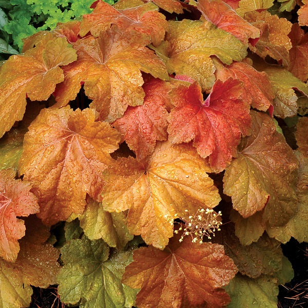 Southern Comfort Coral Bells