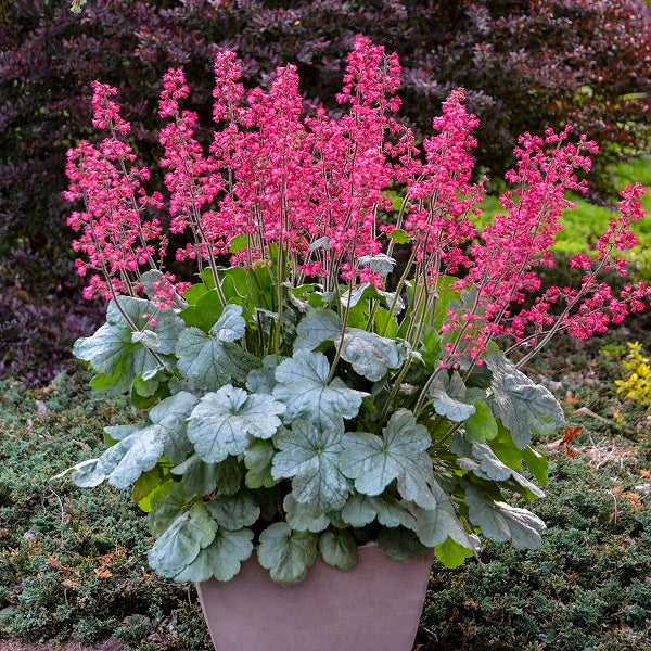 Spearmint Coral Bells