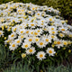 Spoonful of Sugar Shasta Daisy