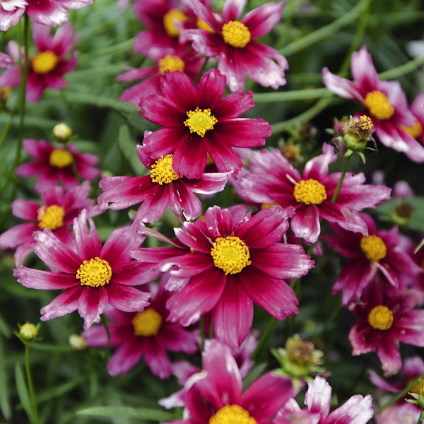 Starstruck Coreopsis