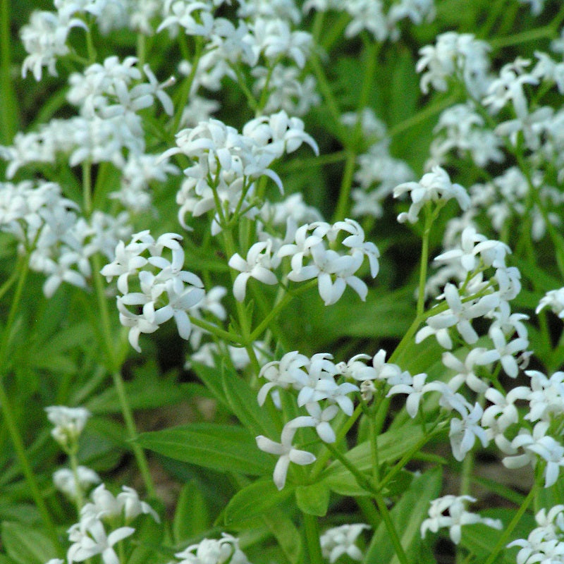 Sweet Woodruff