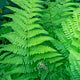 Toothed Wood Fern