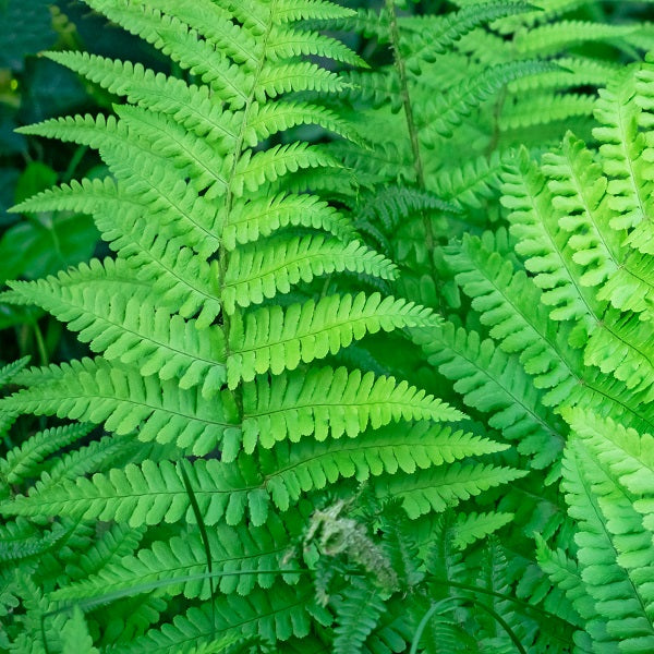 Toothed Wood Fern