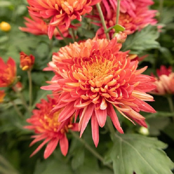 Torch Song Chrysanthemum