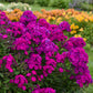 Ultraviolet Tall Garden Phlox