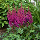 Vision in Red Astilbe