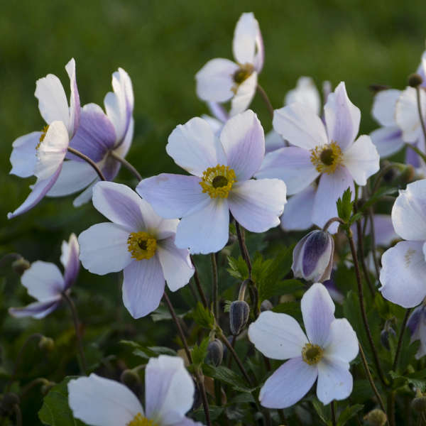 Wild Swan™ Anemone