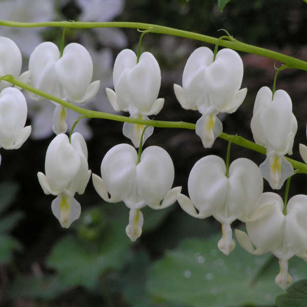 White Old Fashion Bleeding Heart