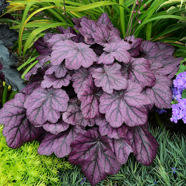 Wild Rose Coral Bells