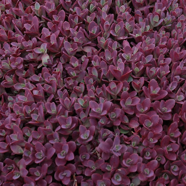 Wildfire SunSparkler Sedum