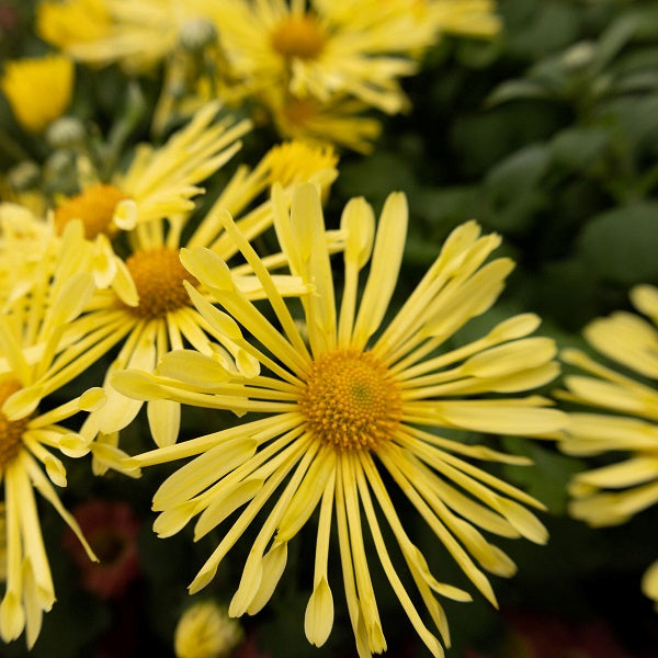 Yellow Quill Chrysanthemum