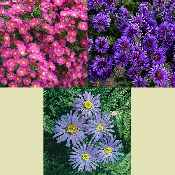 Spring Awesome Aster Collection