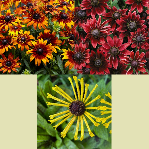 Spring Black Eyed Susan Collection