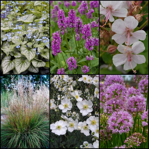 Perennial Plant of the Year Collection