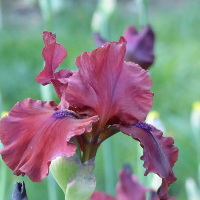 Red Dirt Road Iris