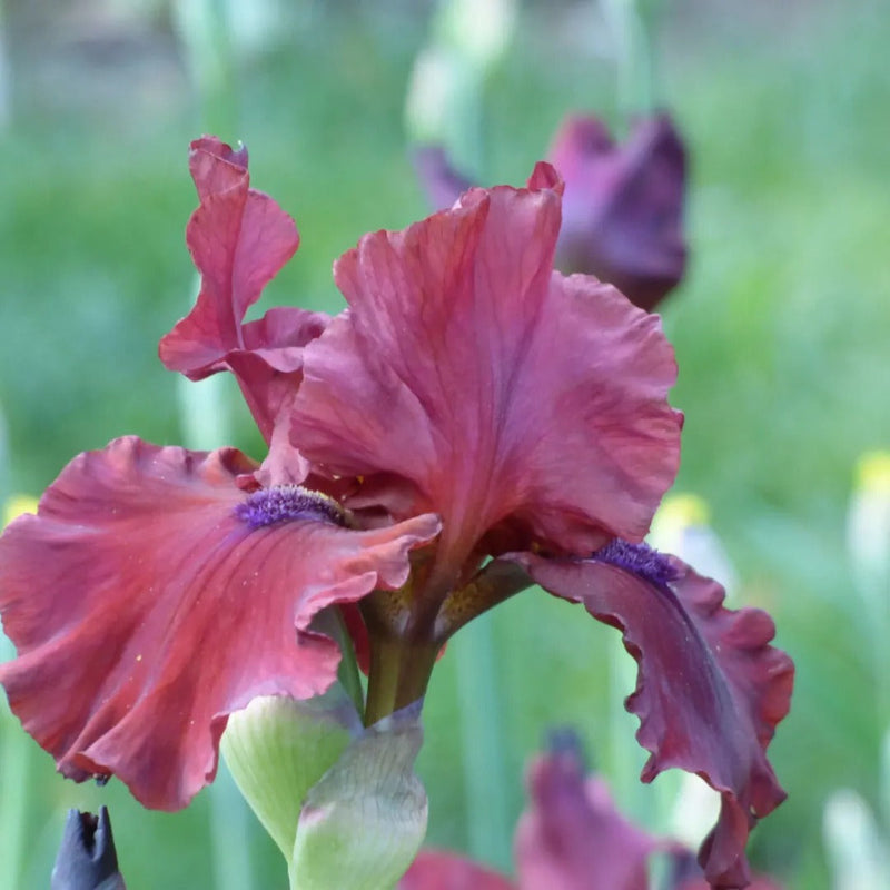 Get Them All Tall Bearded Iris Collection