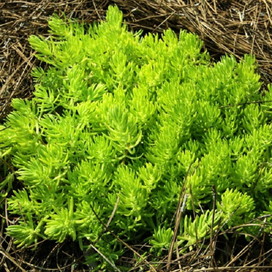 Lemon Ball Sedum