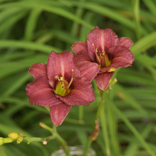 Raspberry Pixie - Daylily