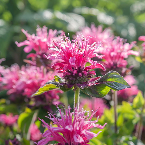 Raspberry Wine Beebalm