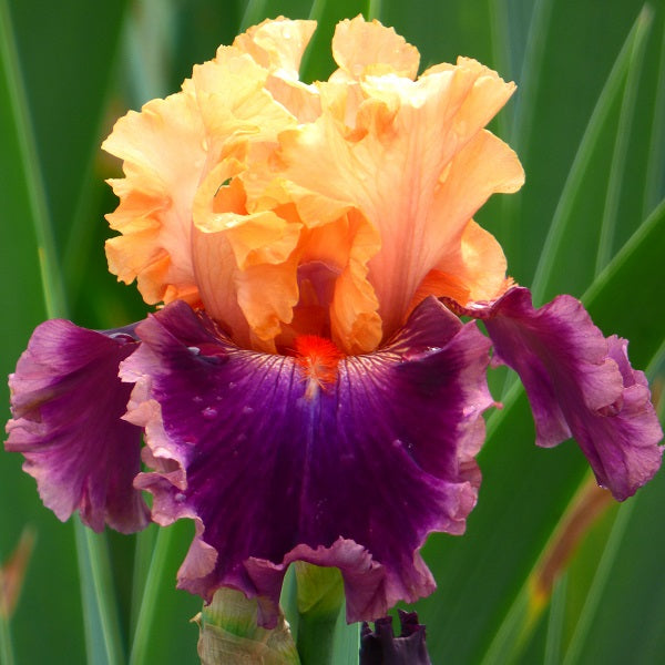 Rasputin Iris