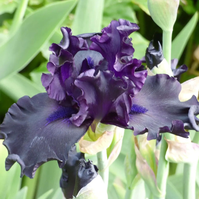 Top Notch Iris Collection