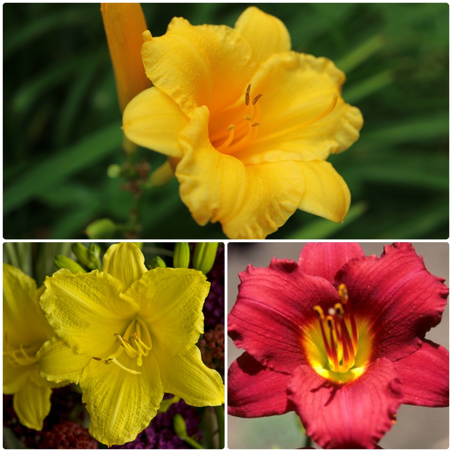 Reblooming Daylily Pack