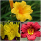 Reblooming Daylily Pack