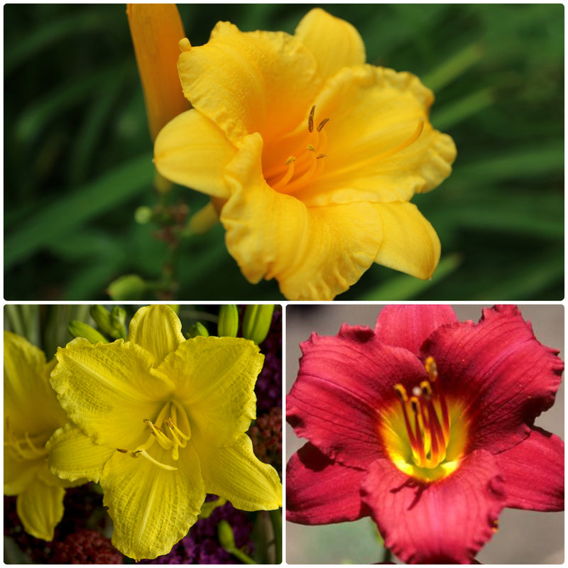Reblooming Daylily Pack