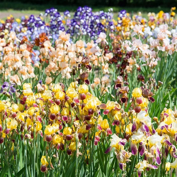 Reblooming Iris