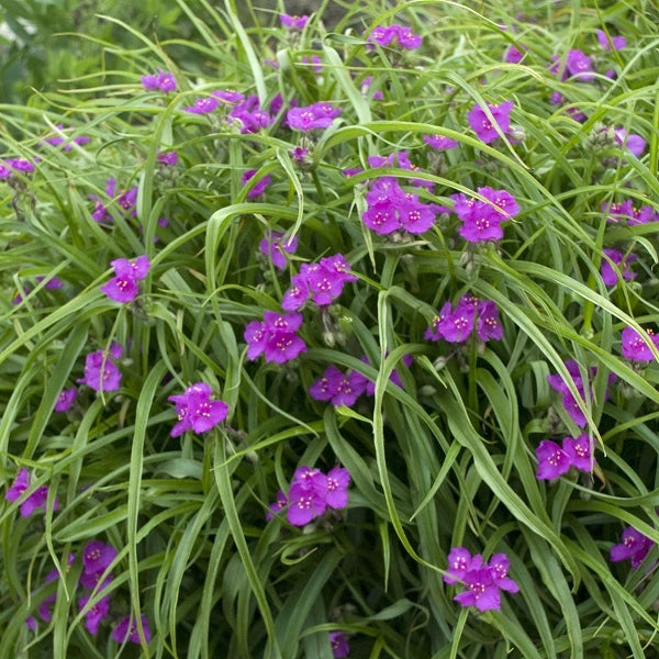 Red Cloud Spiderwort