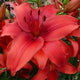 Red Highland Asiatic Lily (3/bag)