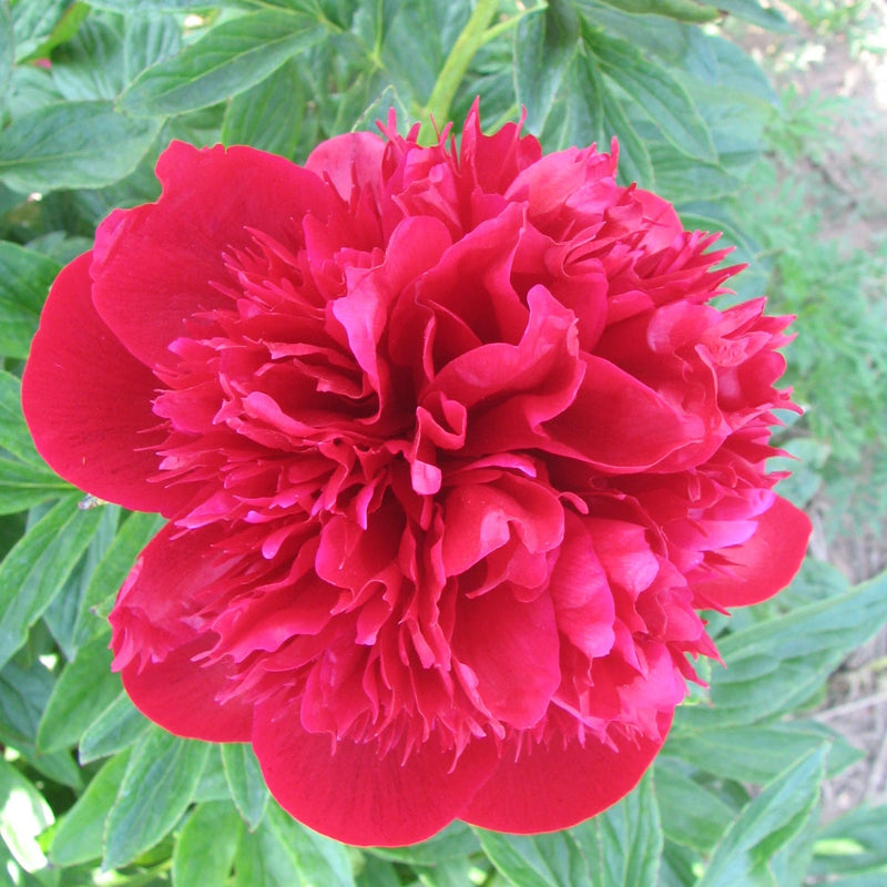 Red Peony