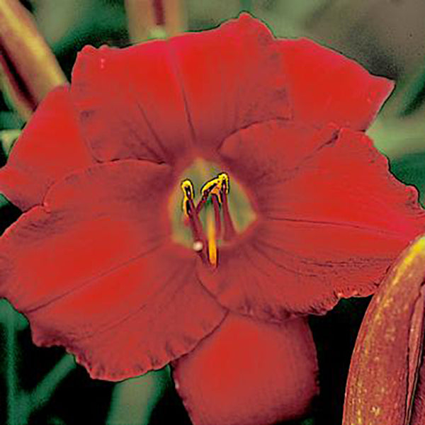 Red Pinnochio Daylily