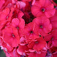 Red Riding Hood Tall Garden Phlox