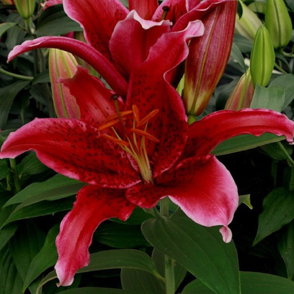 Red Flash Oriental Lily