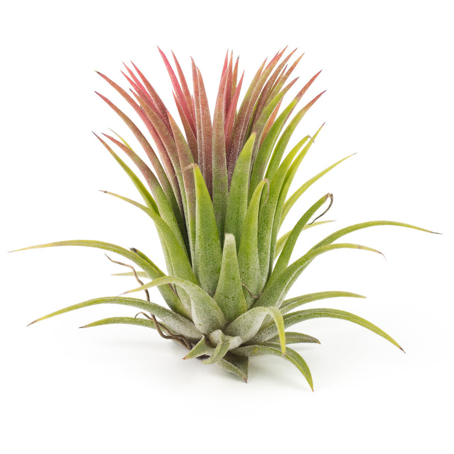Red Air Plant