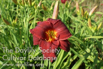 Red Romance Daylily