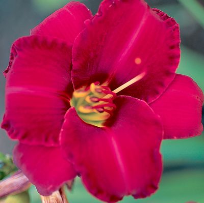 Daylily Field Clearance Bundle #1