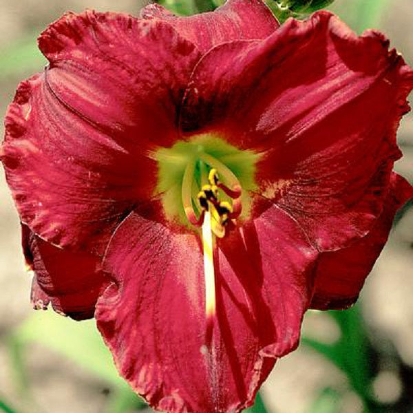 Regal Prairie Ruby - Daylily