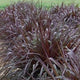 Regal Princess Fountain Grass