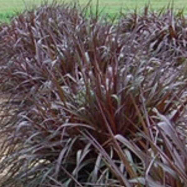 Native Grass Garden Collection