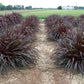 Regal Princess Fountain Grass