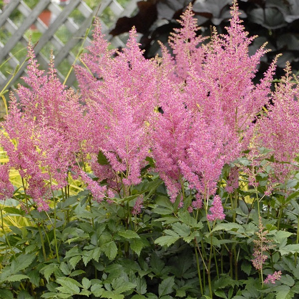 Rheinland Astilbe