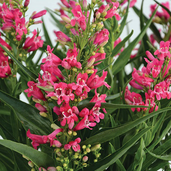 Rock Candy® Ruby Penstemon