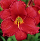 The Good Ol' Days - Red Mix Daylily Bundle - Save $40