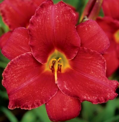 Red Mixed Daylily