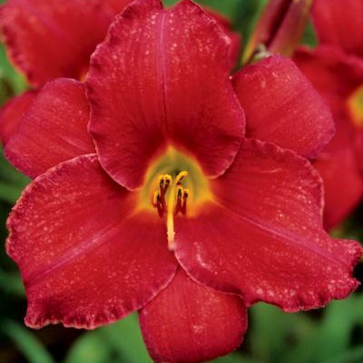 Rooten Tooten Red Daylily