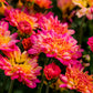 Rose Grenadine Chrysanthemum