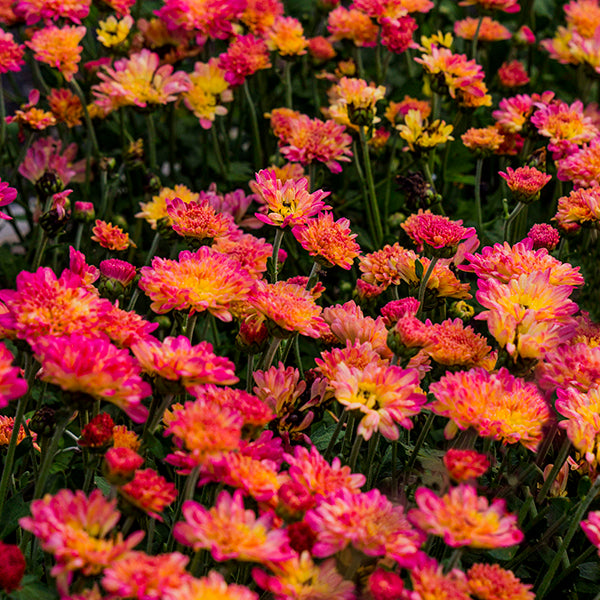 Rose Grenadine Chrysanthemum